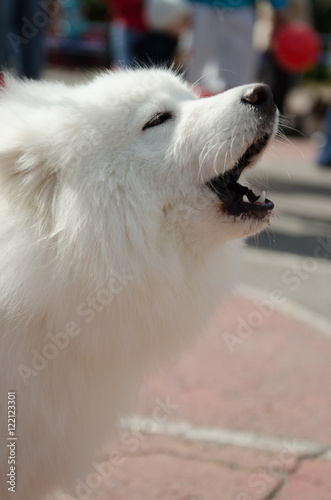 dog Samoyed husky