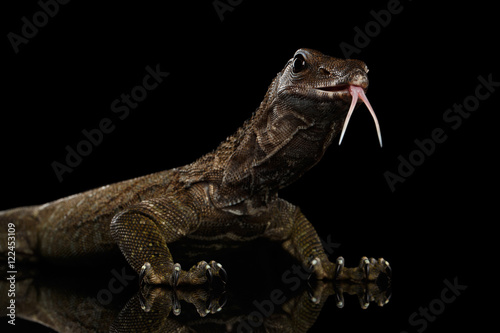 Poster Close-up Varanus rudicollis Head with tasty tongue Isolated on Black Background