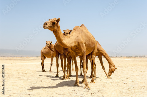 Camels at the beach of Salalah, Dhofar, Sultanate of Oman
