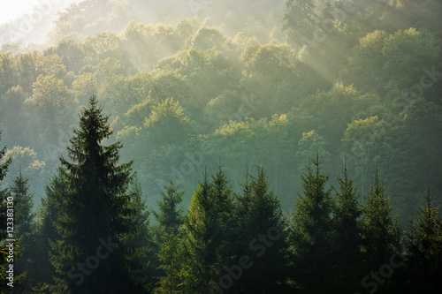 swierk-las-na-mglisty-wschod-slonca-w-gorach