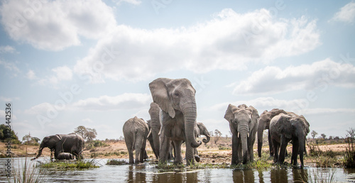 Obraz na płótnie Drinking herd of Elephants.
