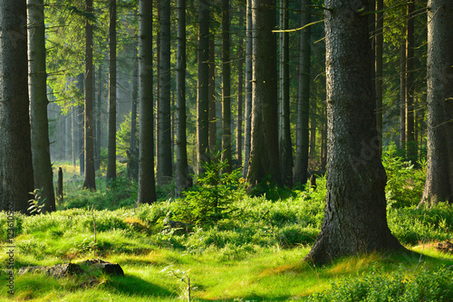 nietkniety-naturalny-swierkowy-las-w-cieplym-swietle