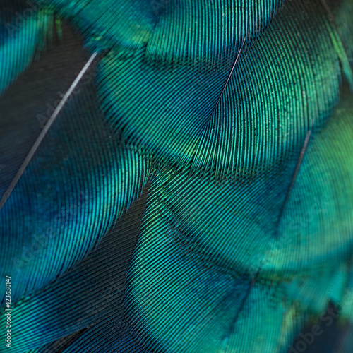 close-up peacock feathers
