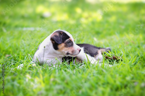 cute Beagle puppy happy over the meadow and sunshine