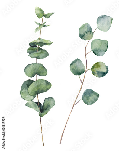 runde-blatter-und-niederlassungen-aquarell-eucalyptus