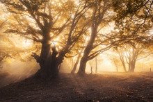 Magical Old Tree With Sun Rays In The Morning Forest Fog Colorful Landscape