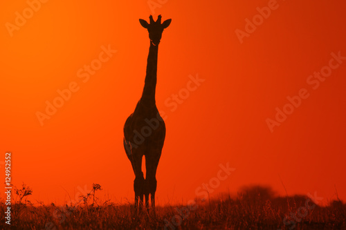 Obraz na płótnie Giraffe - African Wildlife Background - Golden Bliss in Nature