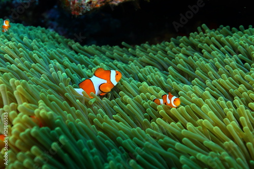 nurkowanie-koralowe-zycie-indonezja-ocean-morski