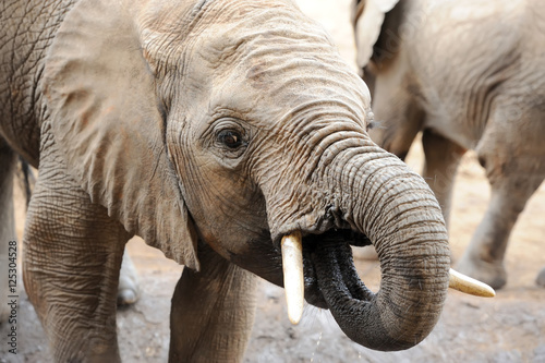 Obraz na płótnie Elephant in National park of Kenya
