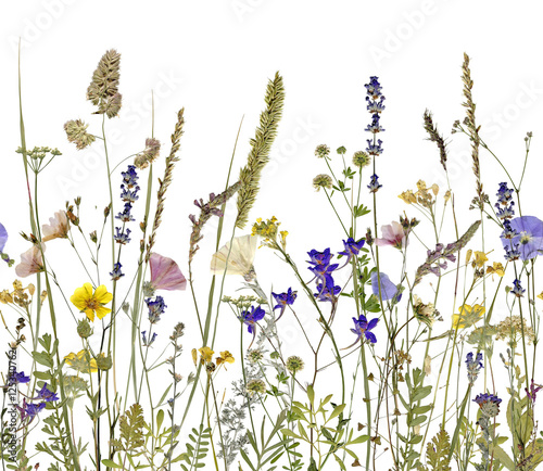 flowers and herbs. An illustration can be seamlessly connect horizontally