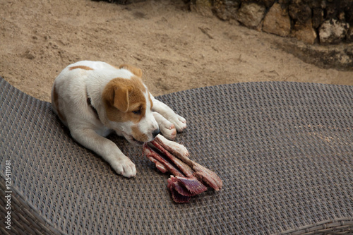 Little dog is sitting on sunchair eating a gill