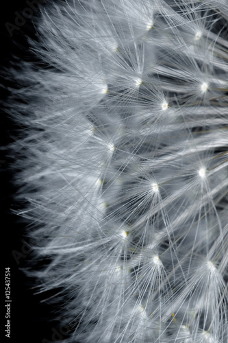 dandelion-z-ziarnami-na-czerni