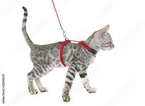 silver bengal kitten and harness