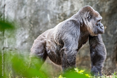 Poster Silver back gorilla looking alert and menacing against a natural