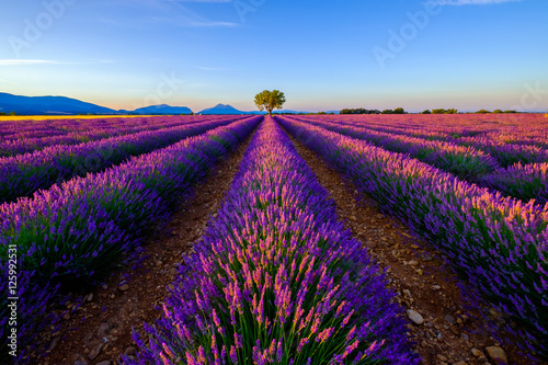 drzewo-w-lawendy-polu-przy-wschodem-slonca-w-provence-francja