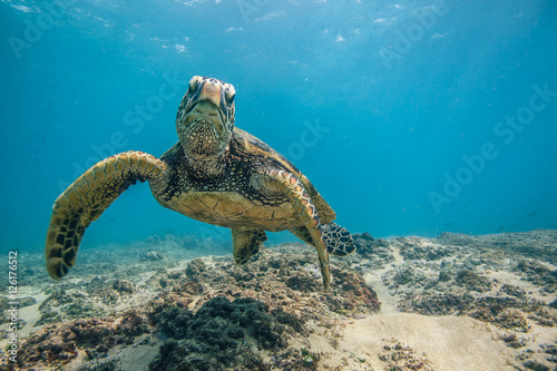 la-vie-oceanique-dans-les-eaux-des-maldives-avec-des-coraux-de-tortue-et-du-poisson