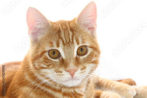 Chaton roux