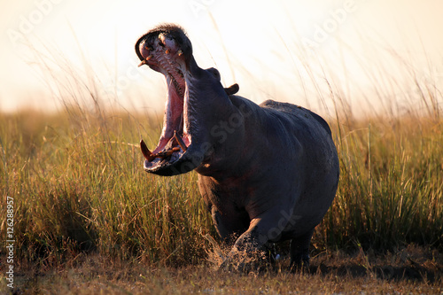 Obraz na płótnie The common hippopotamus (Hippopotamus amphibius), or hippo aggressive with its mouth open