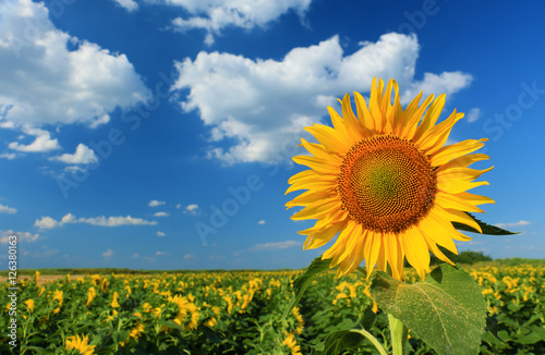 Beautiful sunflower against blue sky