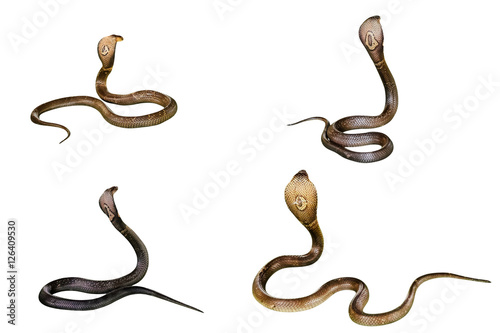 Poster Four King Cobra Snakes Ophiophagus hannah, isolated on white background