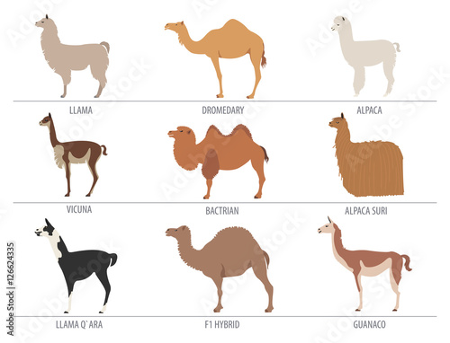 Camel, llama, guanaco, alpaca breeds icon set. Animal farming