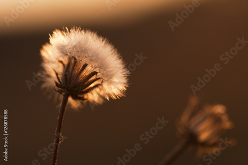 dandelion-ziarna-z-naturalnym-tlem