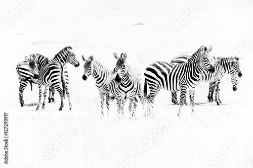 Zebras in the African savannah
