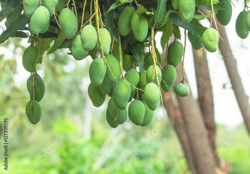 Tree with mango fruits hanging from branches