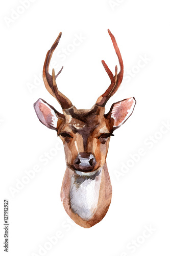  Deer - Front View isolated on white background. Hand painted animal illustration