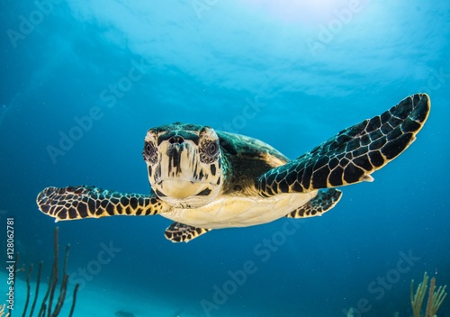 Fototapeta Baby turtle face in Caymans