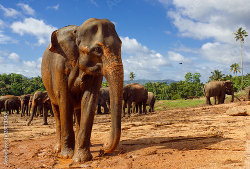 Obraz na płótnie Herd of elephants in the nature
