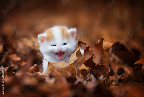 kitten