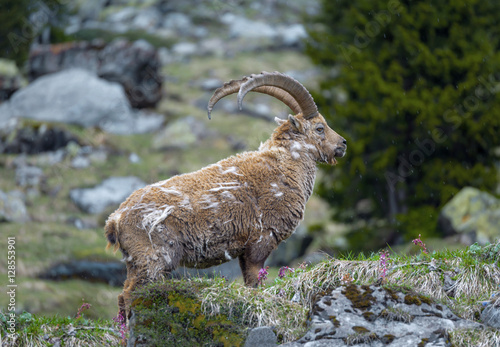 Poster Molting ibex in the wild at Oeschinensee, Bernese Oberland, Switzerland