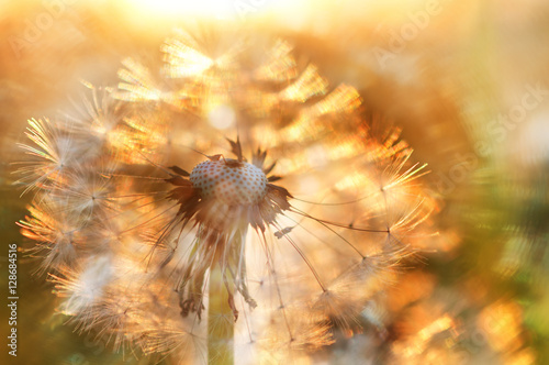 Obraz Fotograficzny Blurred background fluffy dandelion and sunbeams.