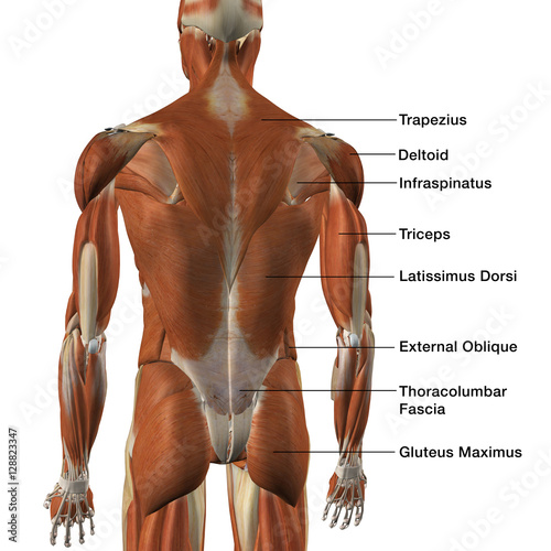 Back Muscles Anatomy Chart Yerse