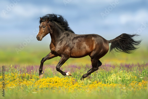 etalon-bay-courir-galop-sur-les-paturages-de-fleurs