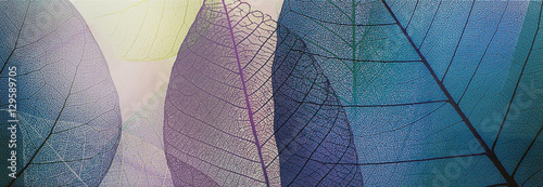 Fototapeta tile, transparent leaves