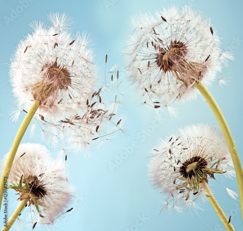 odlot-spadochrony-pustblume-na-starcie