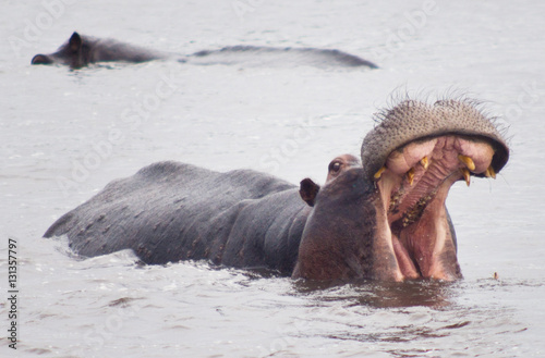 Obraz na płótnie hippo