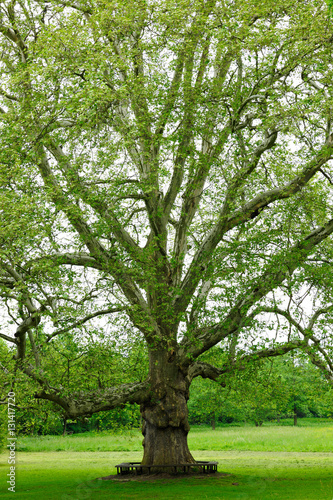 potezny-platanus-drzewo-w-parku