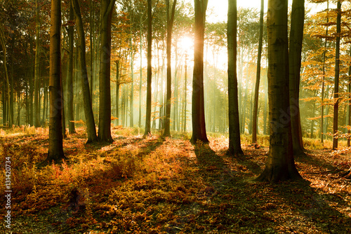 autumn forest