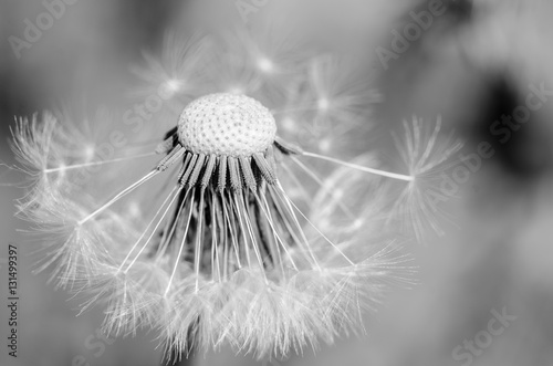 czarny-i-bialy-dandelion-brakujacych-ziaren-zamkniety-up