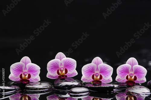 Fototapeta still life with four orchid and black stones 