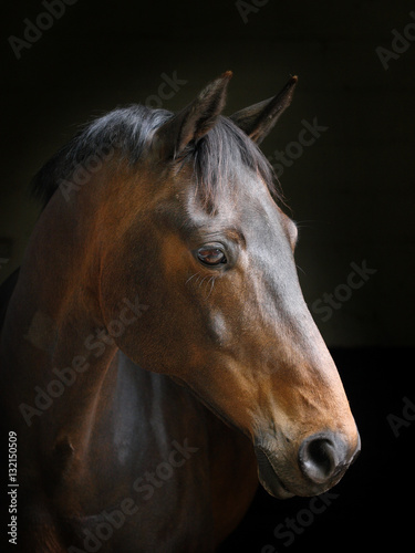 Horse Headshot