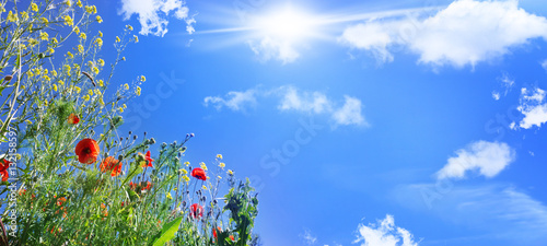 Mohnblumen, Klatschmohn, Feldblumen