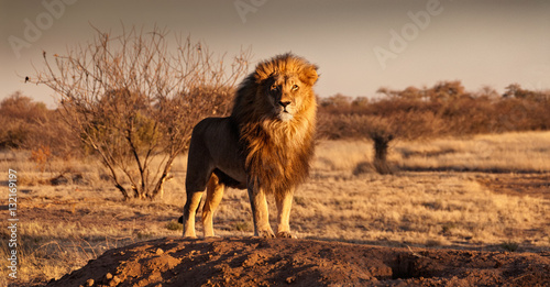 Obraz na płótnie The Lion King stands on a hill