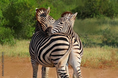 Hugging couple of zebras in Kruger National park. Wild nature.  Safari.  Autumn in South Africa. 