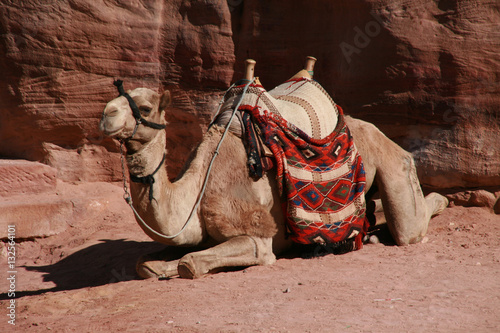 A camel surrounded by the red rocks of Petra, Jordan.