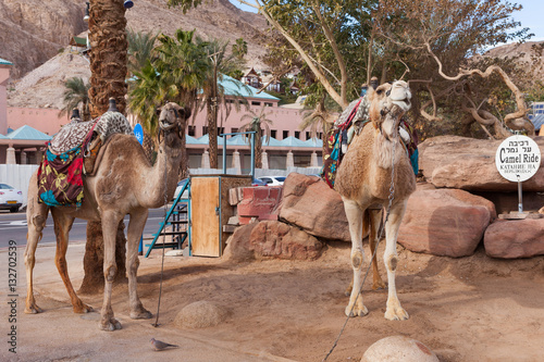 Two Camels at the desert city of Eilat