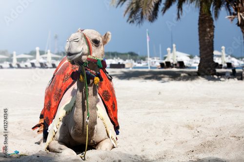 White camel.